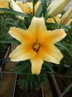 [5512 PO12 Solange No02.JPG]